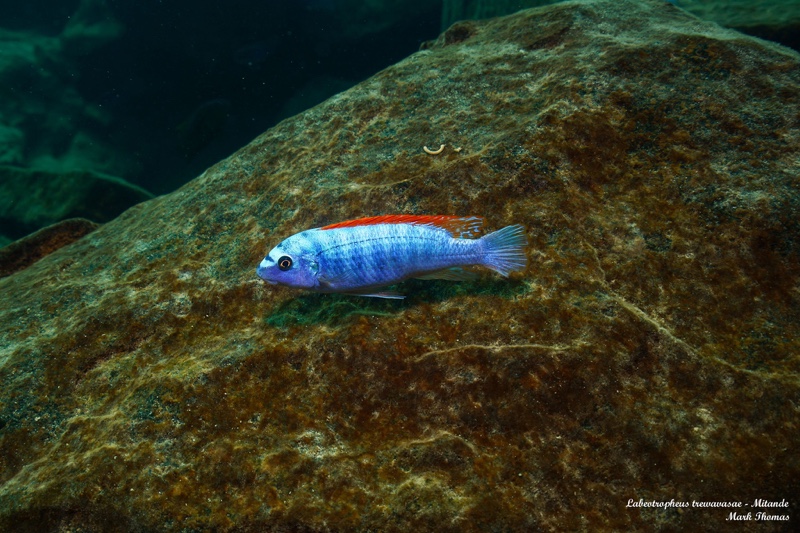 Labeotropheus trewavasae 'Mitande Reef (Rocks)'